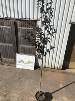 Rotblättrige Nelkenkirsche "Royal Burgundy" (Prunus serrulata "Royal Burgundy) im Großcontainer Alleebaum 3-4 m